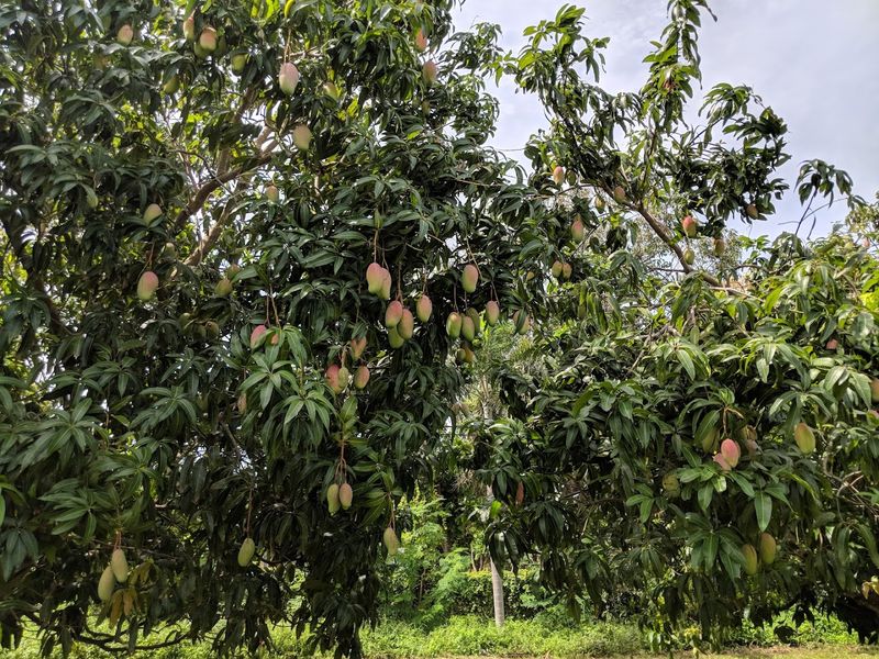 The Festival Takes Place In June, Peak Mango Season In South Florida
