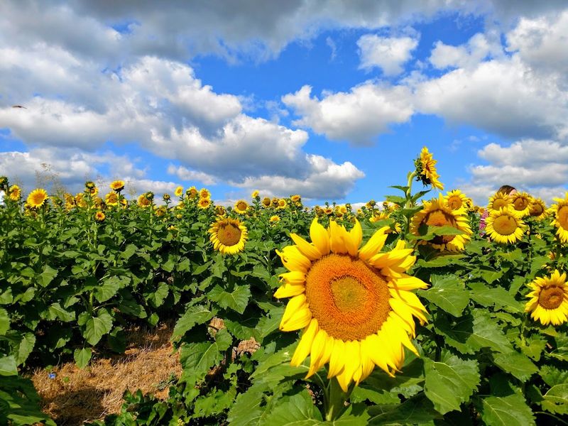 The Field Of Heroes Tribute That Adds Meaning To The Beauty