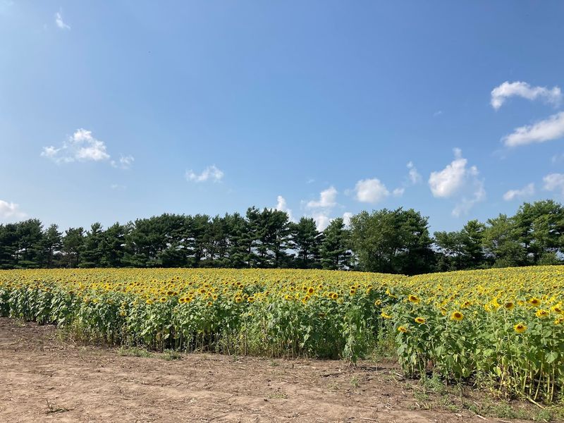 It Is A Real, Working Agricultural Farm