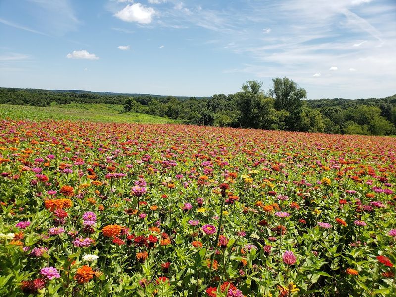 The Fields At Rendleman Orchards, Alto Pass, Illinois The Fields At Rendleman Orchards, Alto Pass, Illinois