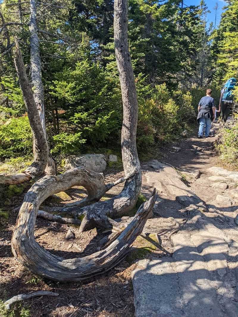 The Figure-Eight Loop 