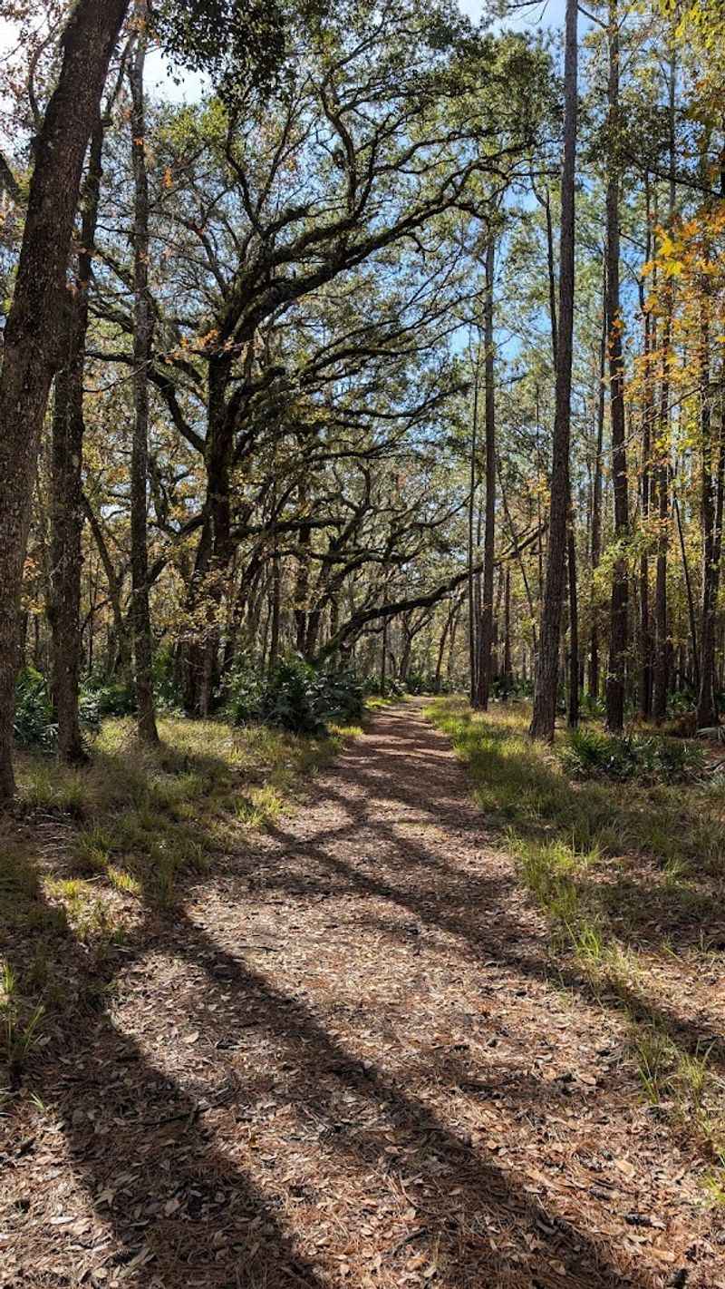 Sandhill Trails That Whisper Underfoot