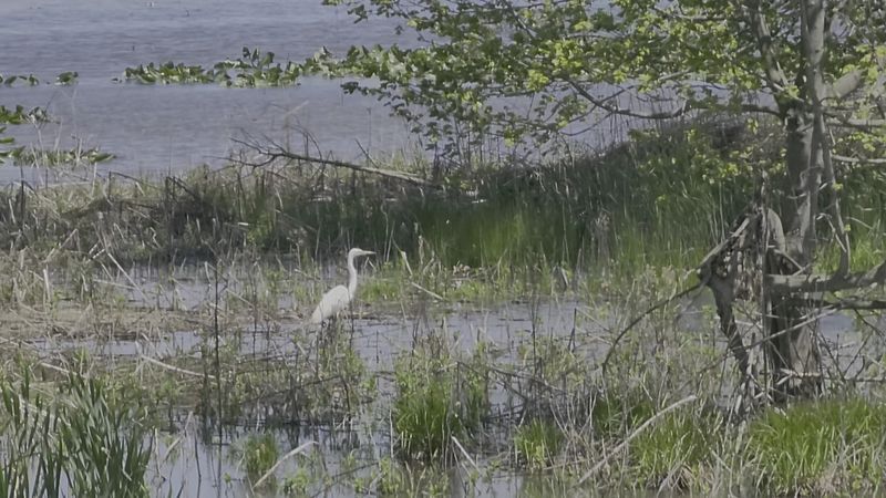 Over 300 Bird Species Recorded On The Grounds