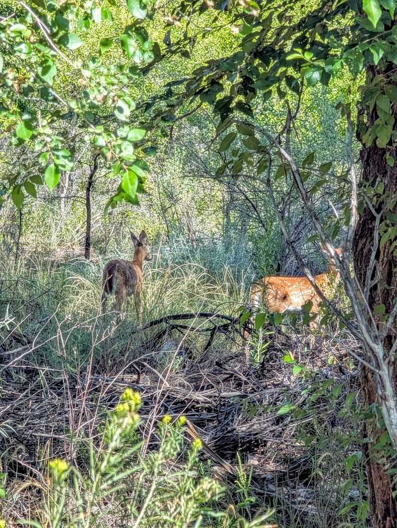 Wildlife Sightings That Require Zero Effort On Your Part