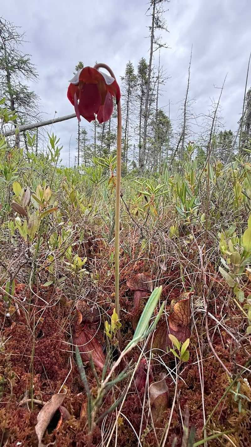 The Bog's Carnivorous Celebrities