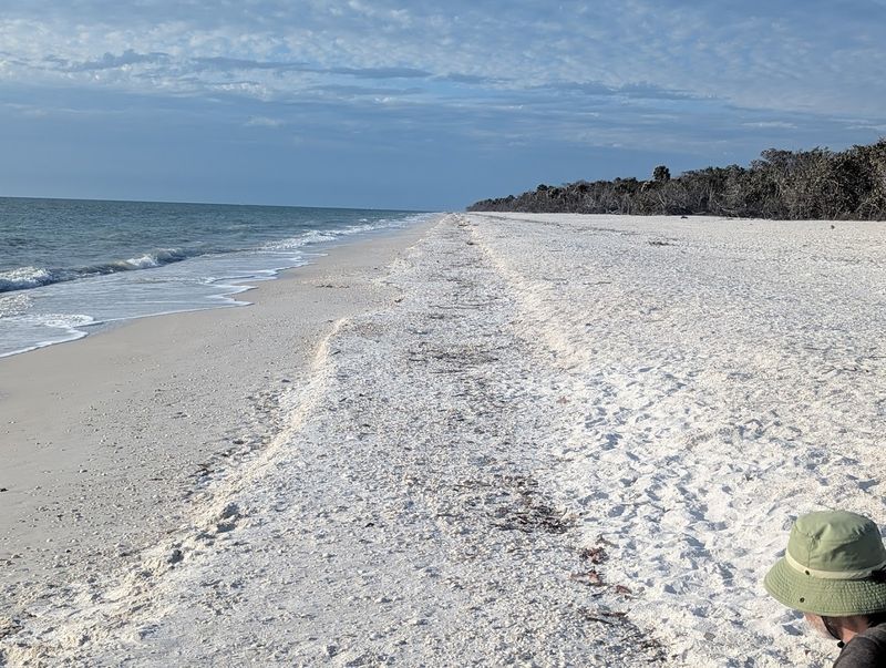 Dolphins On The Commute
