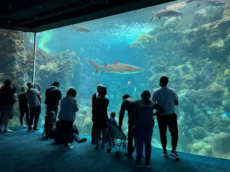 The Florida Aquarium, Tampa The Florida Aquarium, Tampa