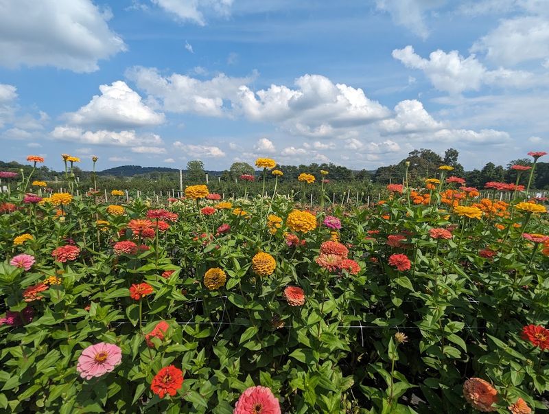 The Flower Fields Are a Legitimate Attraction