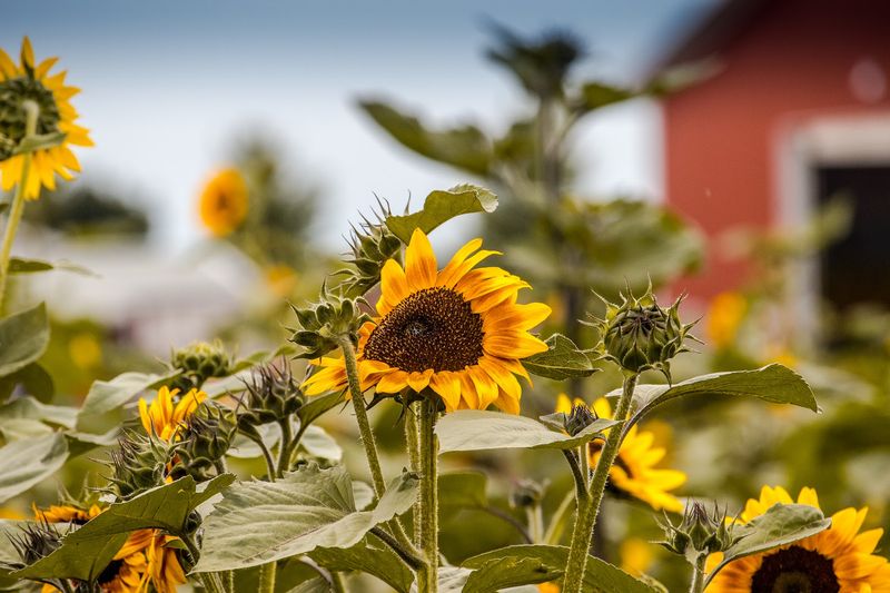 The Flower Fields Steal The Scene