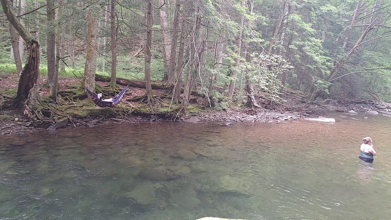 Wild Trout Fishing Right Alongside the Swimming