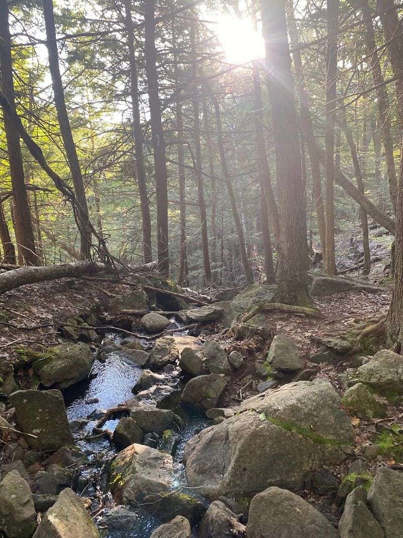 The Forest Has Its Own Small Surprises