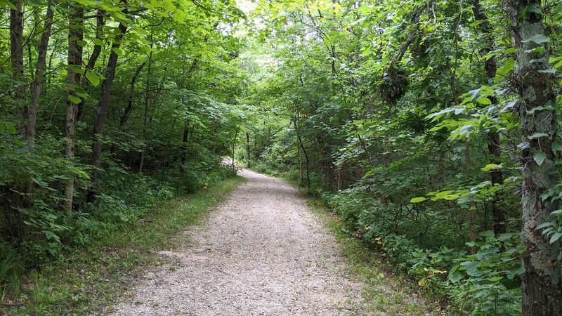 The Forest Section And Its Contrast