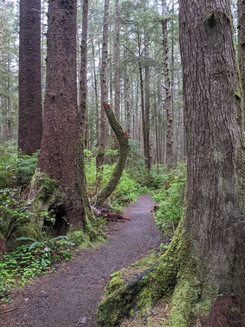 The Forest Walk To The Water