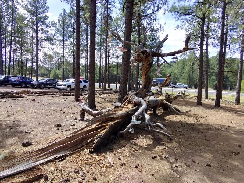 The Forested Setting Near Flagstaff