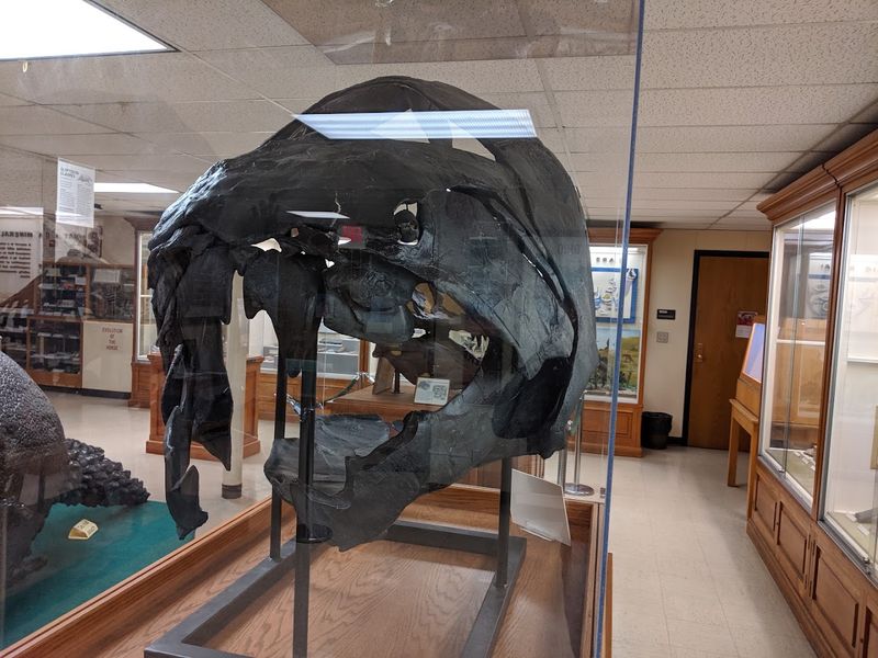 The Fossil Collection That Will Blow Your Mind
