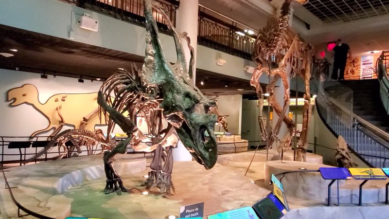 The Fossil Dig Area: Science You Can Touch The Fossil Dig Area: Science You Can Touch