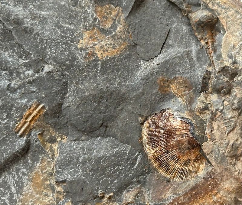 The Site Is Genuinely 400 Million Years Old