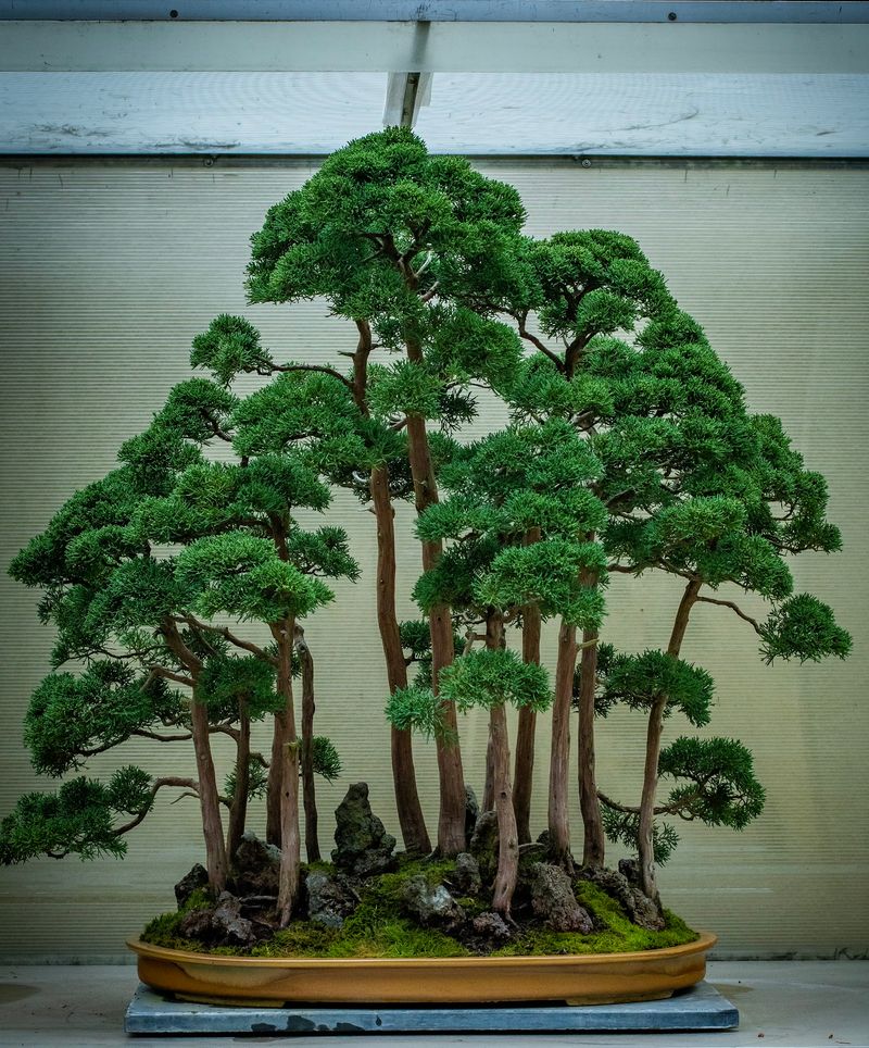 The Free Bonsai Museum Right Next Door