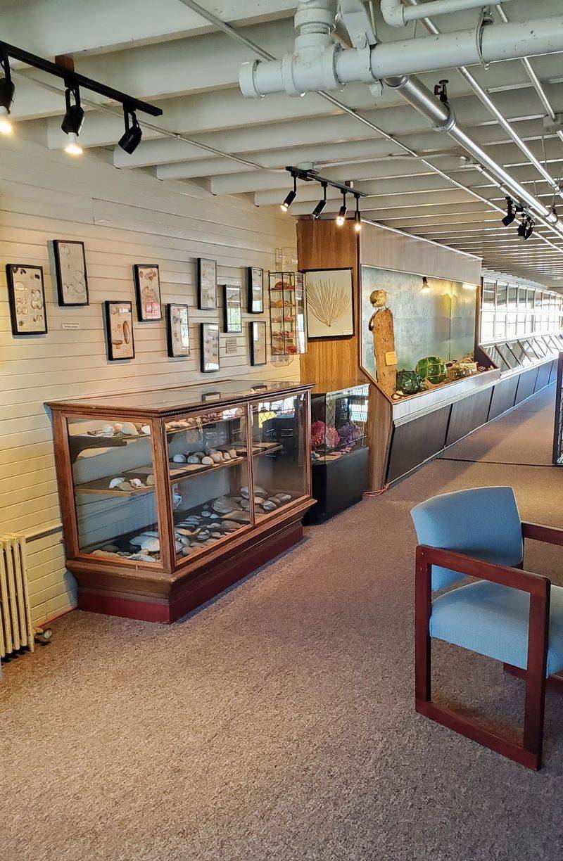 The Free Shell Museum Hiding Upstairs
