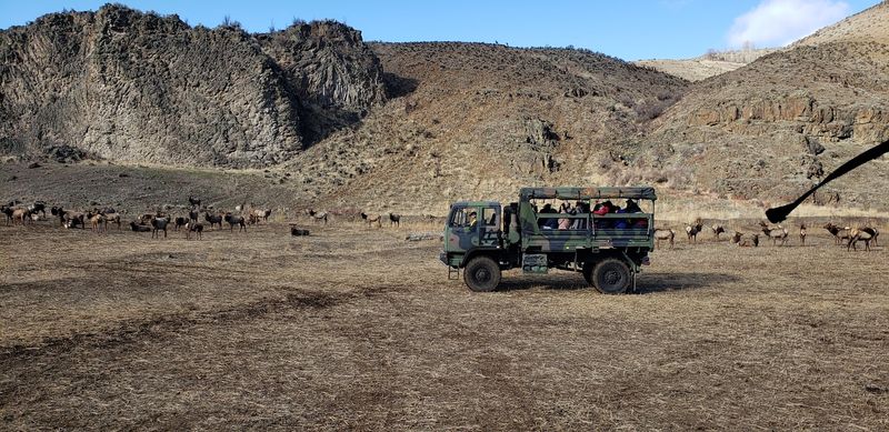 The Free Truck Ride Into the Middle of the Herd