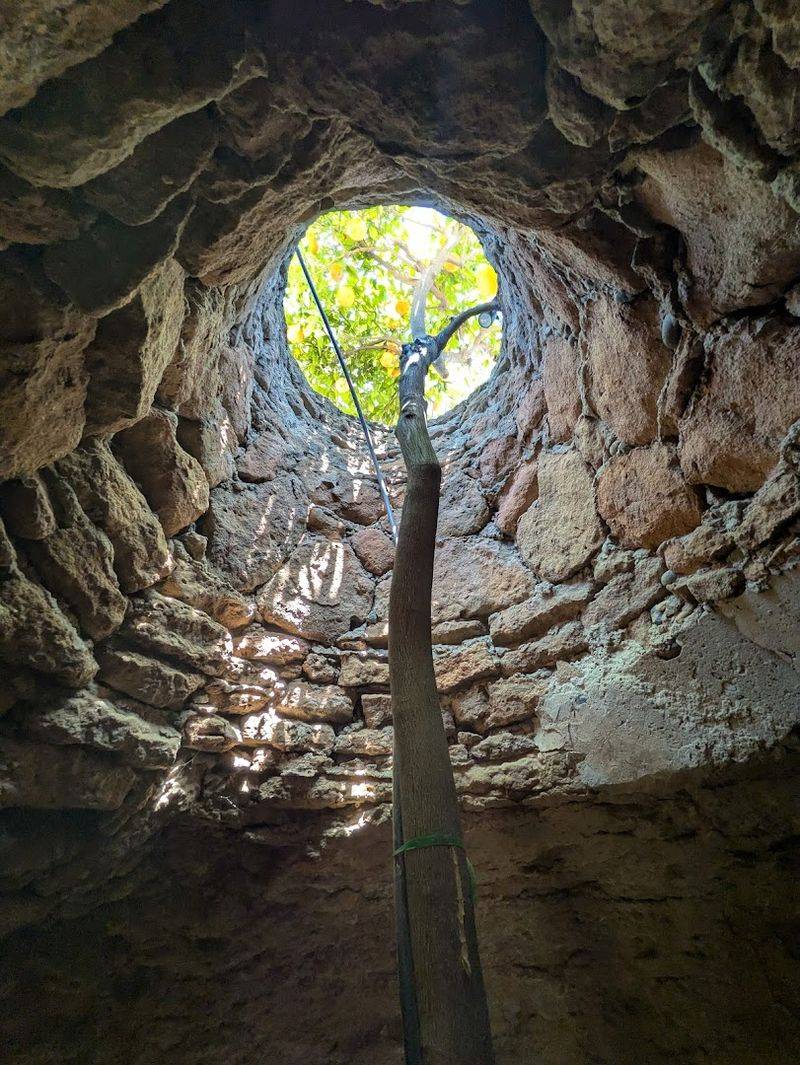 The Fruit Trees That Grow Beneath The Ground The Fruit Trees That Grow Beneath The Ground