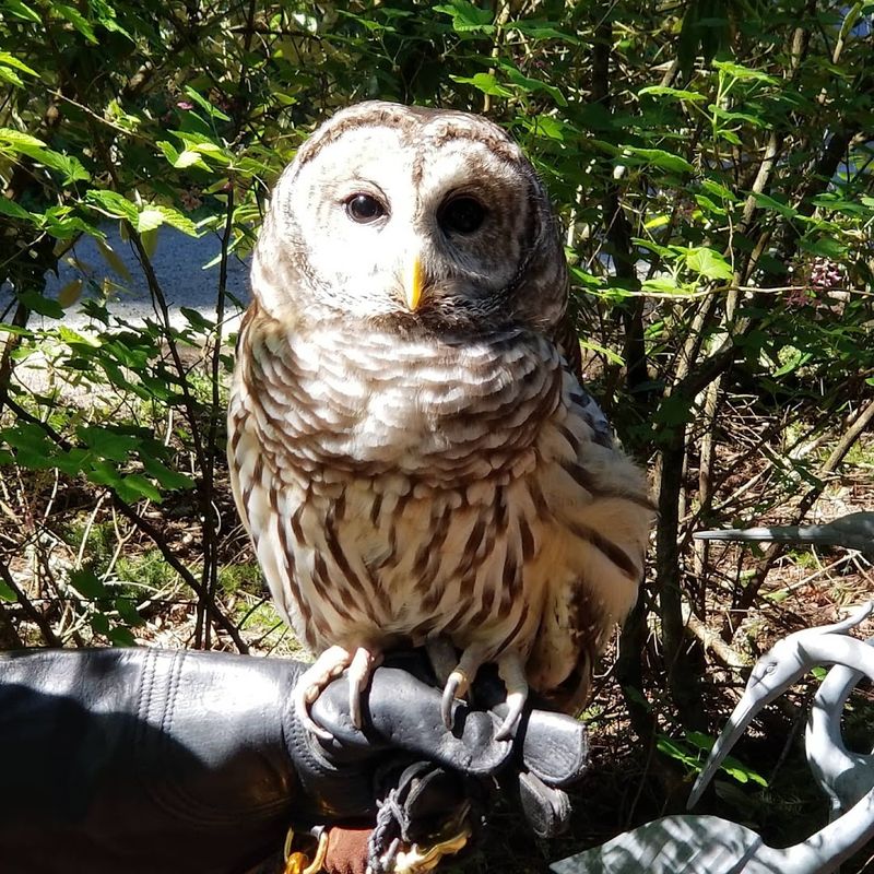 What It Takes To Rehabilitate A Wild Animal