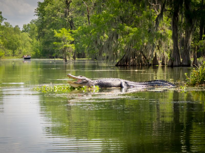 The Gators Have Clearly Read The Welcome Sign The Gators Have Clearly Read The Welcome Sign