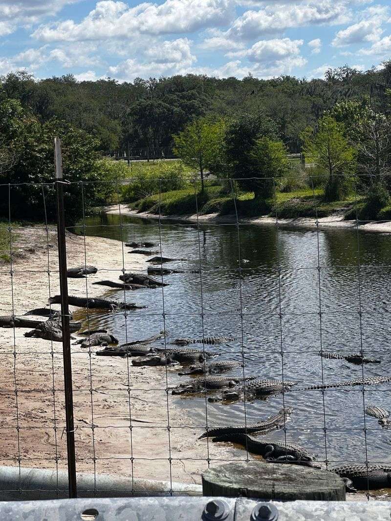 The Gators In This Pond Got A Second Chance