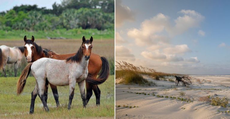 The Secret Georgia Island Getaway Locals Try to Keep Quiet