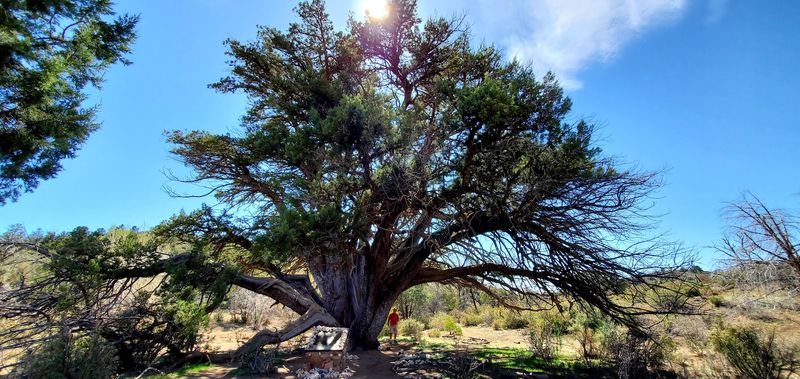 The Giant Alligator Juniper Trail Experience