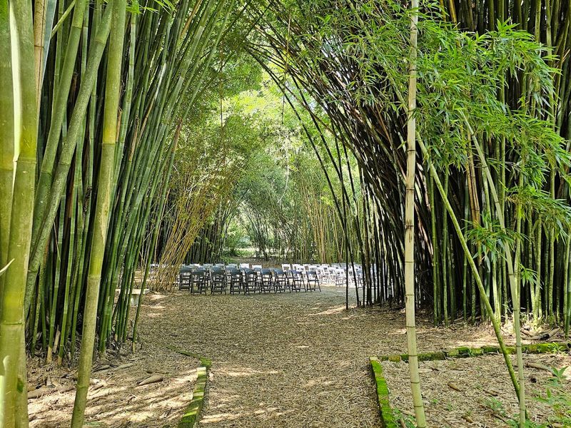 The Giant Bamboo Forest