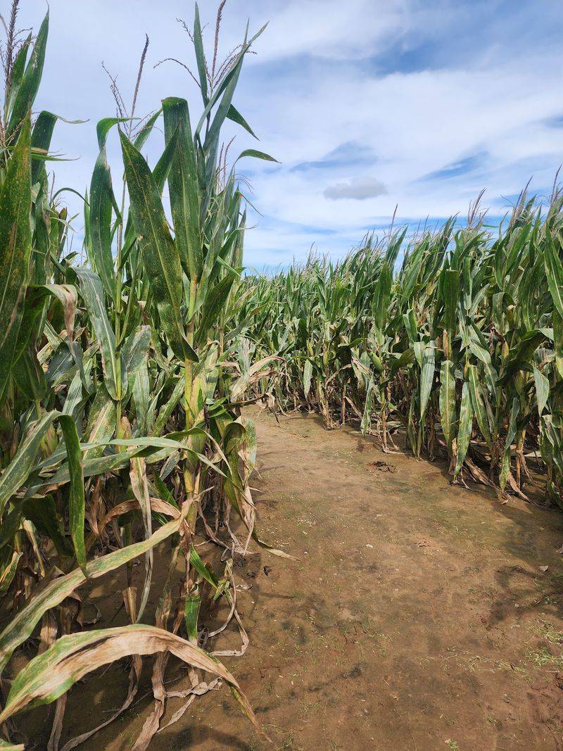 The Giant Corn Maze Steals The Show
