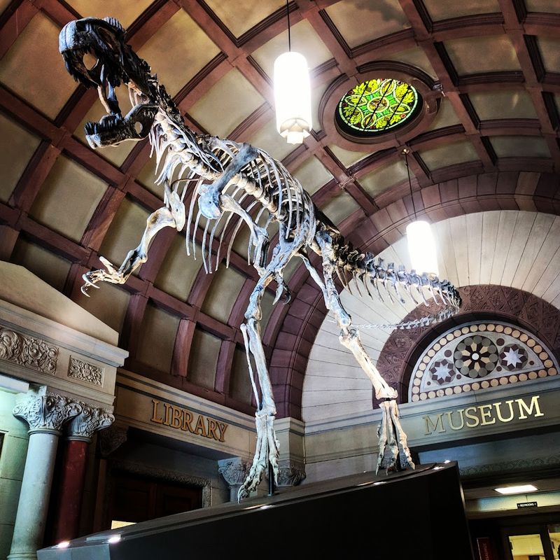 The Giant Ground Sloth Skeleton