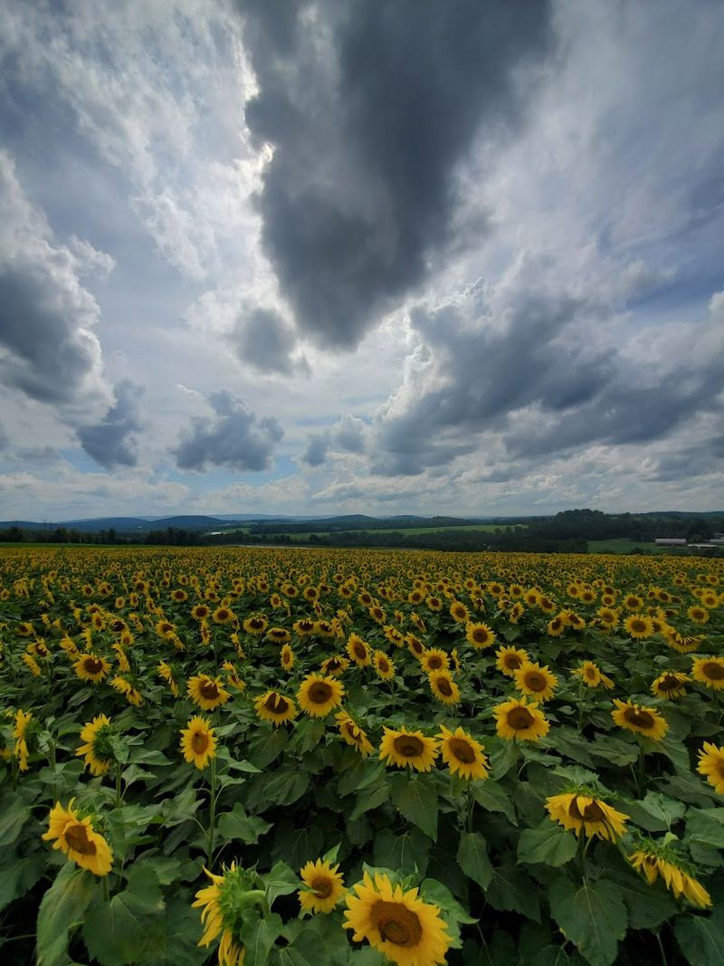 Scenic Views From the Farm That Take Your Breath Away