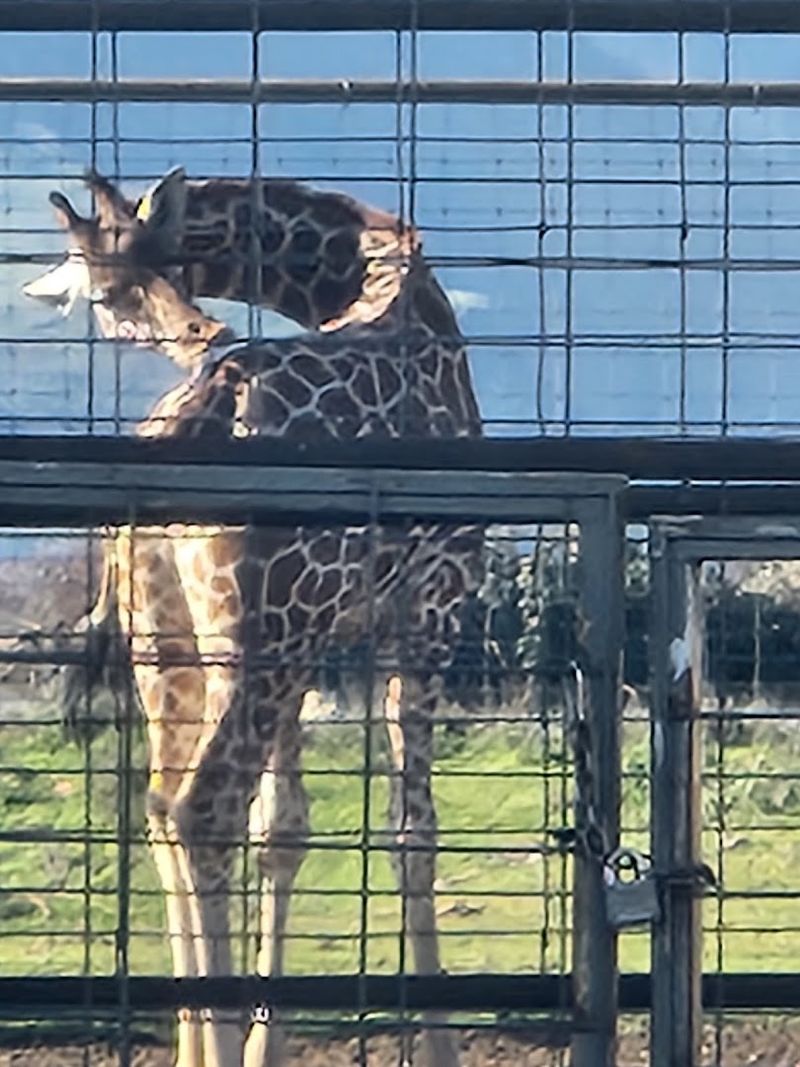 The Giraffe Barn Destination The Giraffe Barn Destination