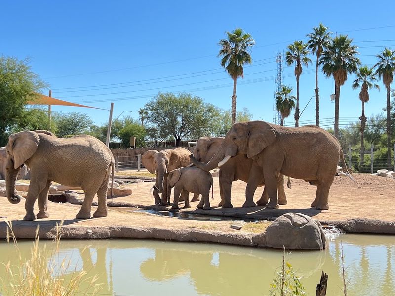 Expedition Tanzania: Where Elephants Rule The Yard
