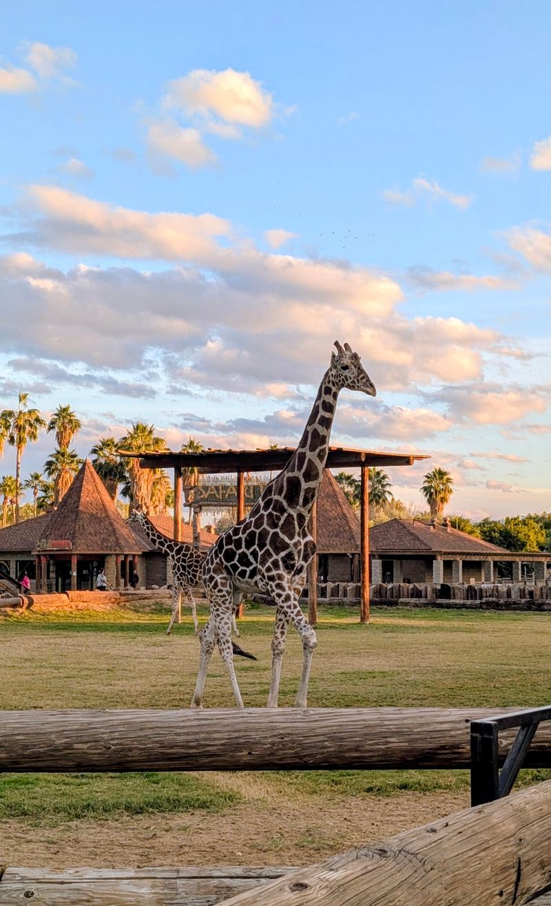 The Giraffe Platform Where Necks Come To You