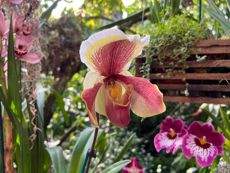 Orchids, Art, and Seasonal Exhibits That Always Surprise