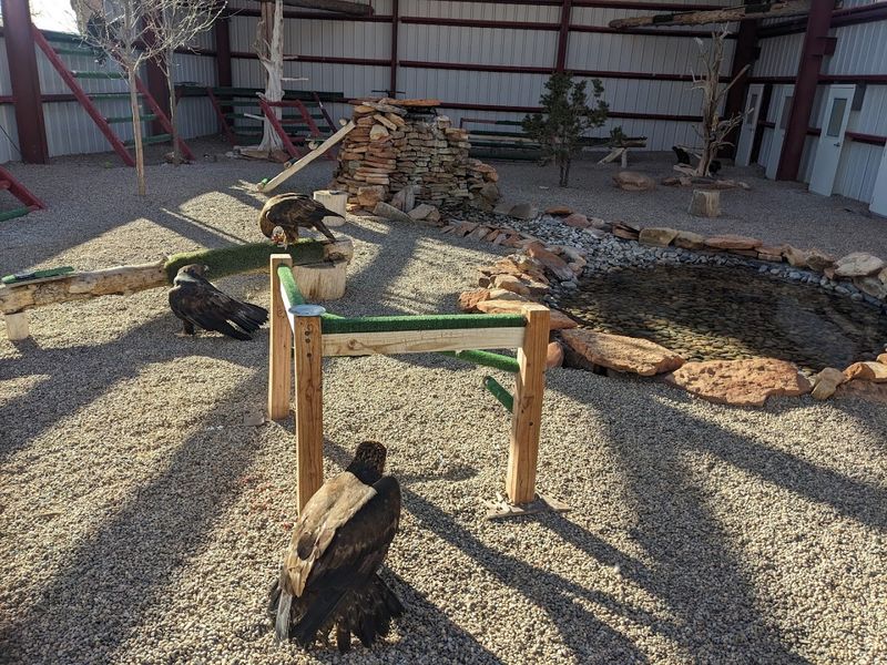 The Golden Eagle Sanctuary And Its Sacred Purpose The Golden Eagle Sanctuary And Its Sacred Purpose