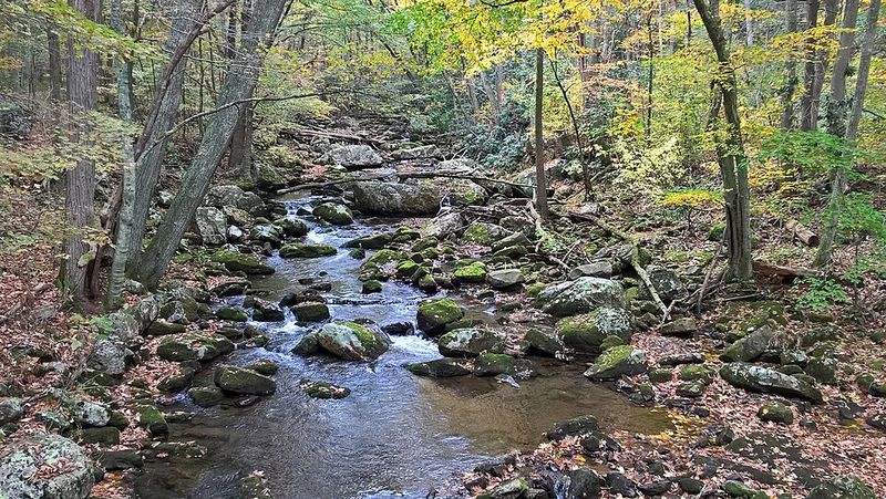 Wildflowers And Wildlife 