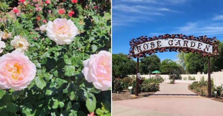 The Gorgeous Rose Garden In Arizona That So Many People Don’t Know About