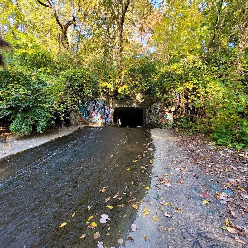 The Forest That Swallowed The Structures
