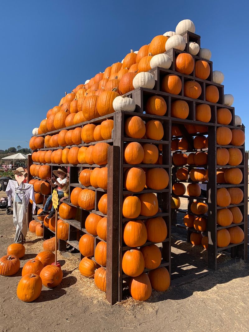 The Grand Fall Harvest Festival And Pumpkin Patch