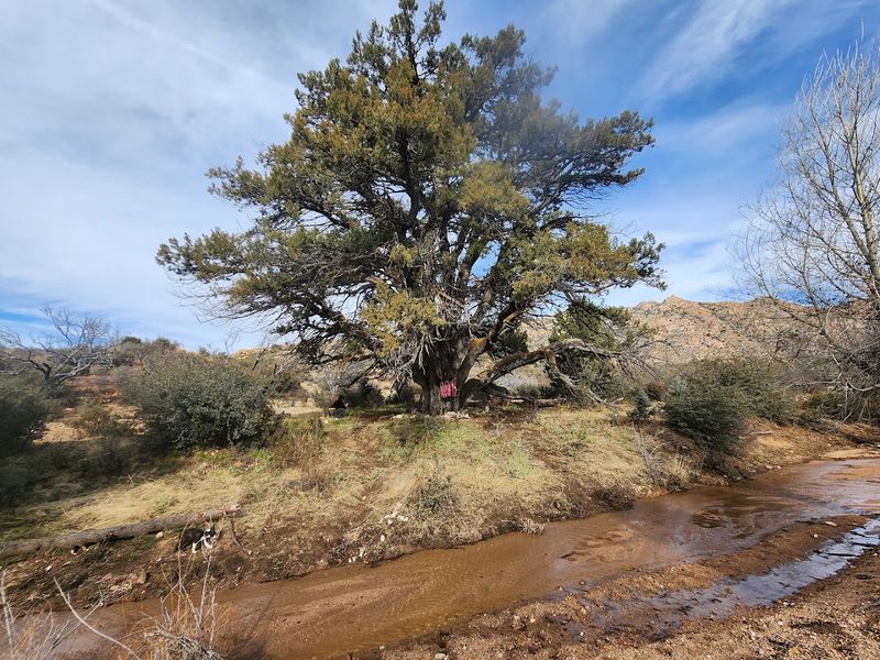 Practical Tips For Visiting The Hot Shot Juniper Tree