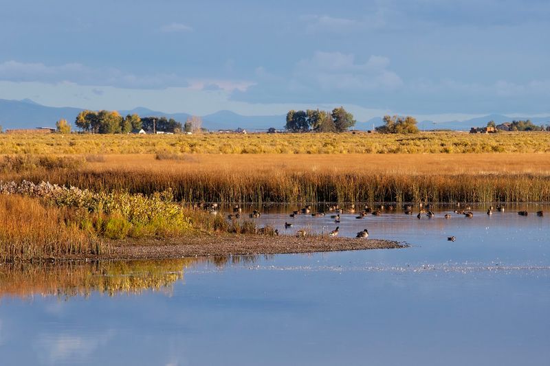 Birds Beyond The Cranes Worth Watching For