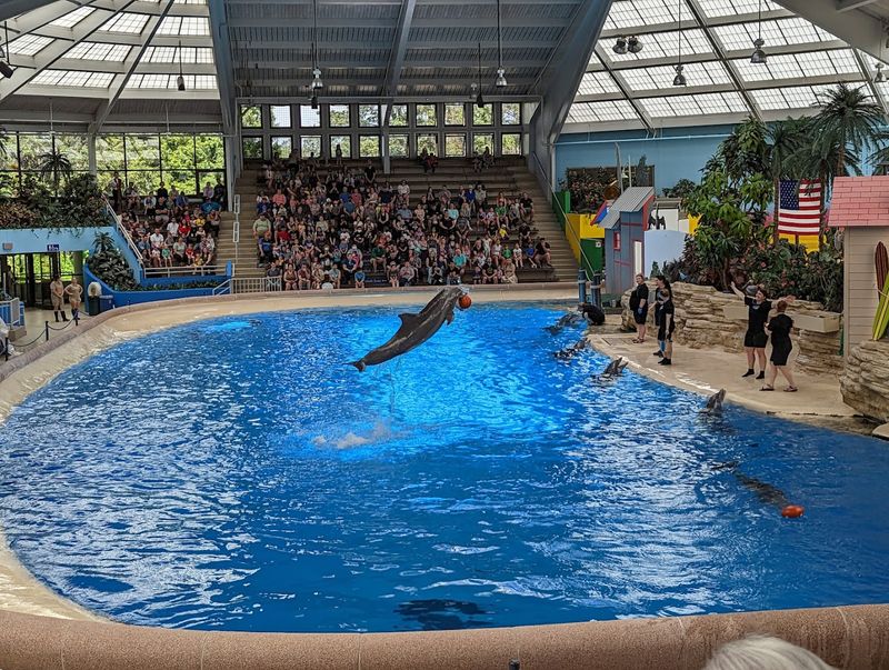 Seven Seas Dolphin Experience