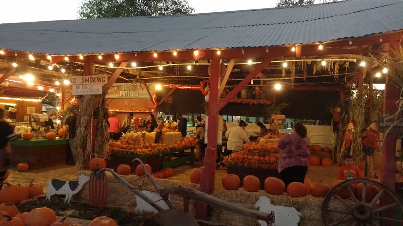 The Great Big Pumpkin Hunt