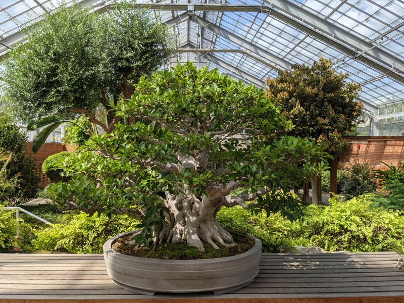 Bonsai Trees That Are Older Than Your Great-Grandparents
