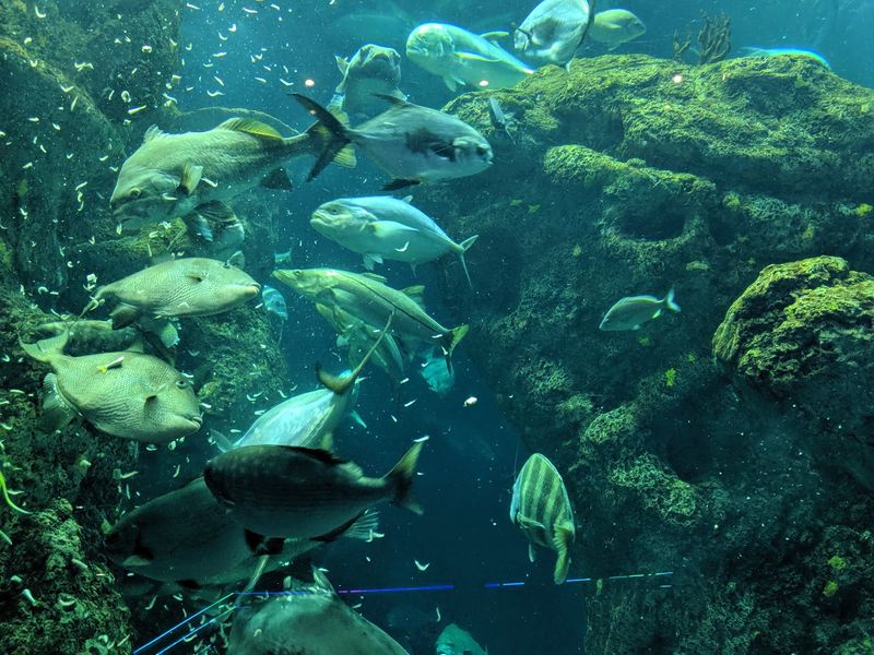 The Great Ocean Tank Steals The Show