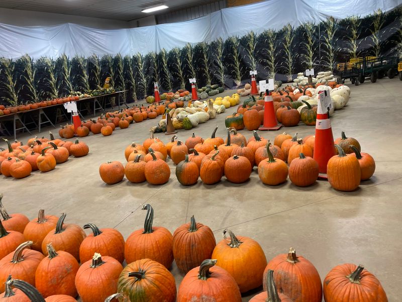 The Great Pumpkin Hunt Among The Rows